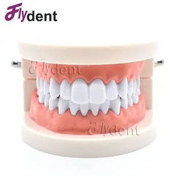 Dantų Dantų Modelio Stomatologas studentų Modelis Mokymo Odontologijos Medžiagos, Stomatologas Įrankiai Dantų Lab Modelis