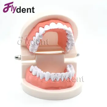 Dantų Dantų Modelio Stomatologas studentų Modelis Mokymo Odontologijos Medžiagos, Stomatologas Įrankiai Dantų Lab Modelis