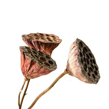 Natūralūs džiovinti bonsai dekoro seedpod lotus 3pcs nekilnojamojo augalai, gėlės džiovinti brwon lotus ankštys su stiebai, sėklos nr.