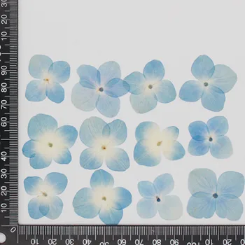 Originalus Mėlyna Hydrangea Džiovinti Paspauskite Gėlių Foto Rėmelis Apdaila Didmeninė Nemokamai Siunta 120Pcs