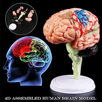 Nuimamas Anatominis Žmogaus Vidaus Smegenų Modelis Medicinos Skulptūros Mokymo Priemonė