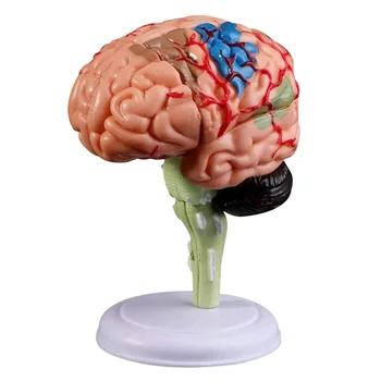 Nuimamas Anatominis Žmogaus Vidaus Smegenų Modelis Medicinos Skulptūros Mokymo Priemonė